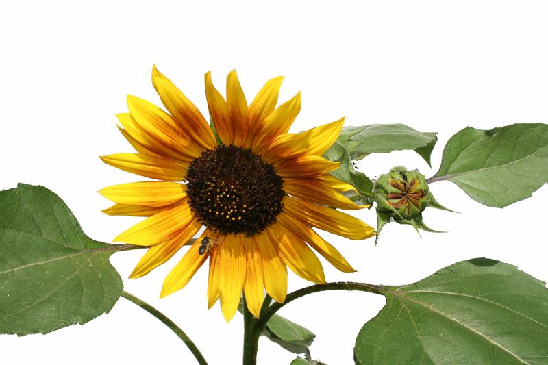 Image Result For Garden Plants Image Result For Garden Plants