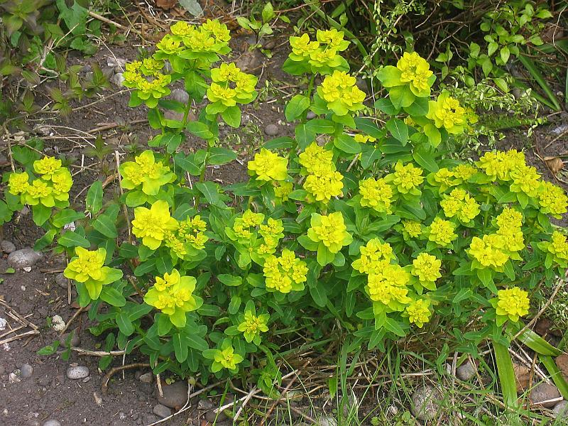 Home Garden Pic - Mekobre.com