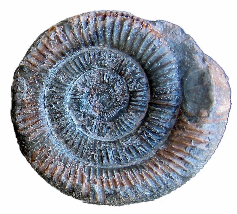 Fossil Amonite