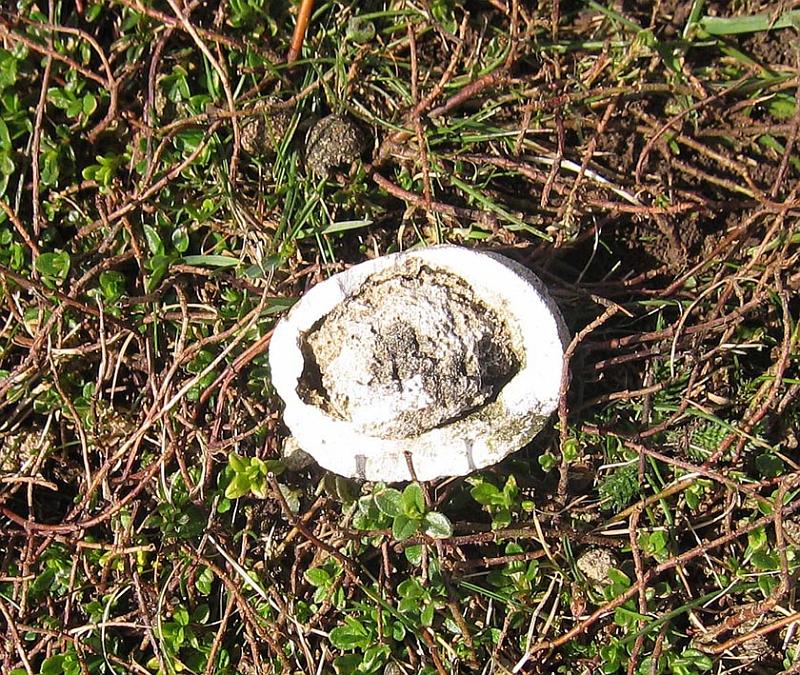 Fossil in chalk pebble