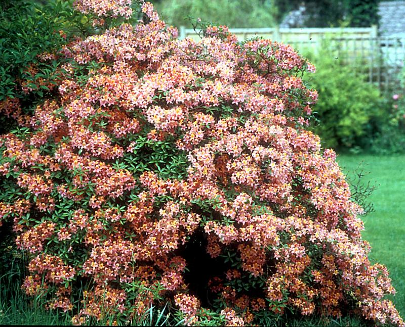 Azaleas In A Landscape Design Key Azaleas In A Landscape Design Key