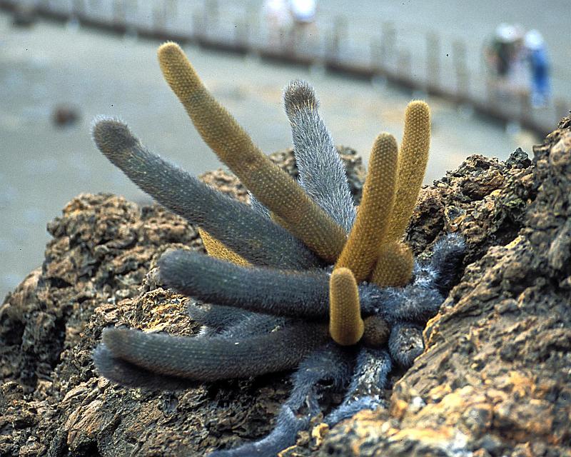 GALAPAGOS lava cactus GROWING ON VOLCANO