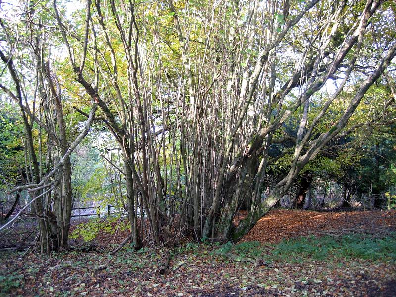 coppice tree coppice tree