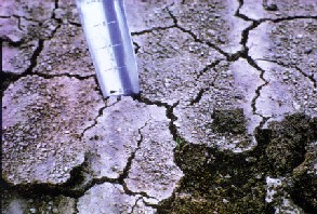 Soil compaction caused by machinery