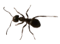 The ant - an underground dweller!