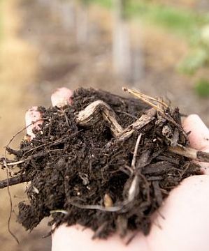 The Kent Sustainable Business Partnership Project where green waste is turned into a compost for use in fruit farms in Kent improving soil organic matter. Image credit: Defra, Crown Copyright.
