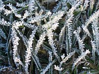 This ice on the grass reminds of the importance of the hydrological cycle for plants.