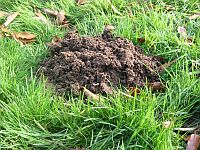 A fine example of a molehill