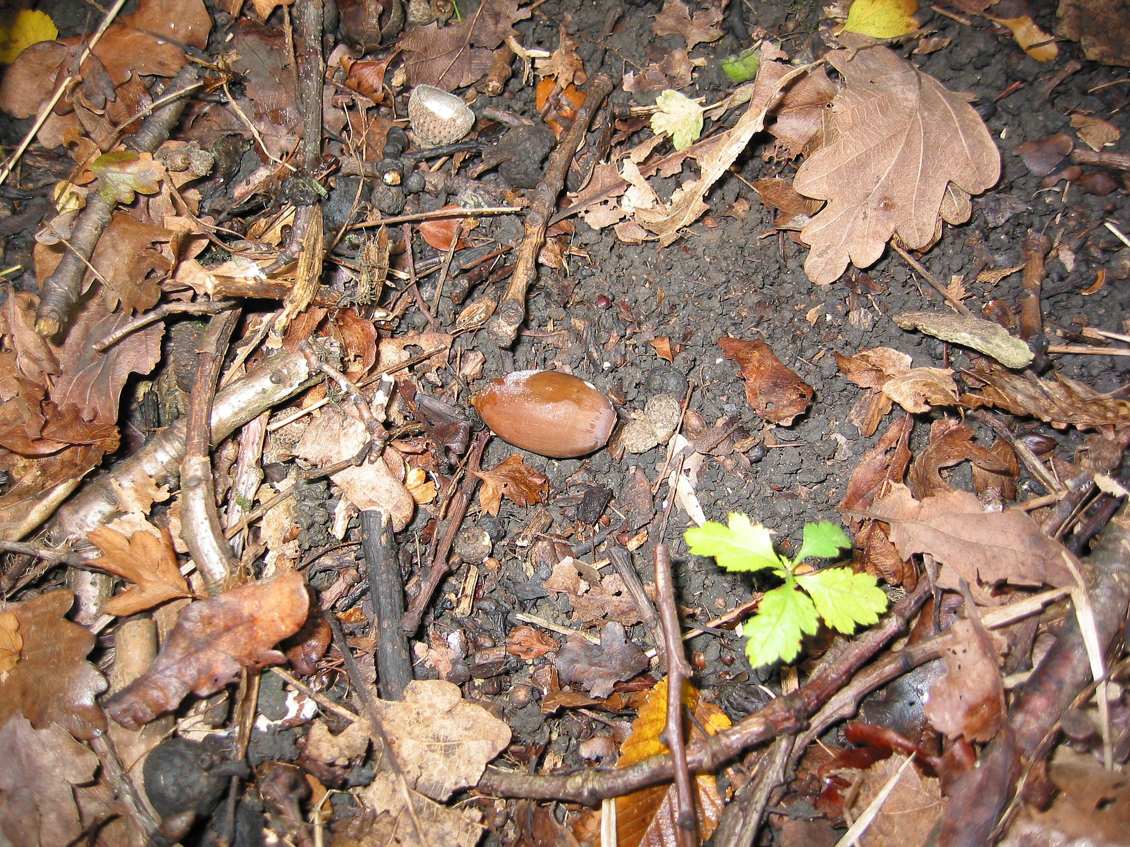 What is the soil in the forest steppe Type, features 45 What is the soil in the forest steppe Type, features 94