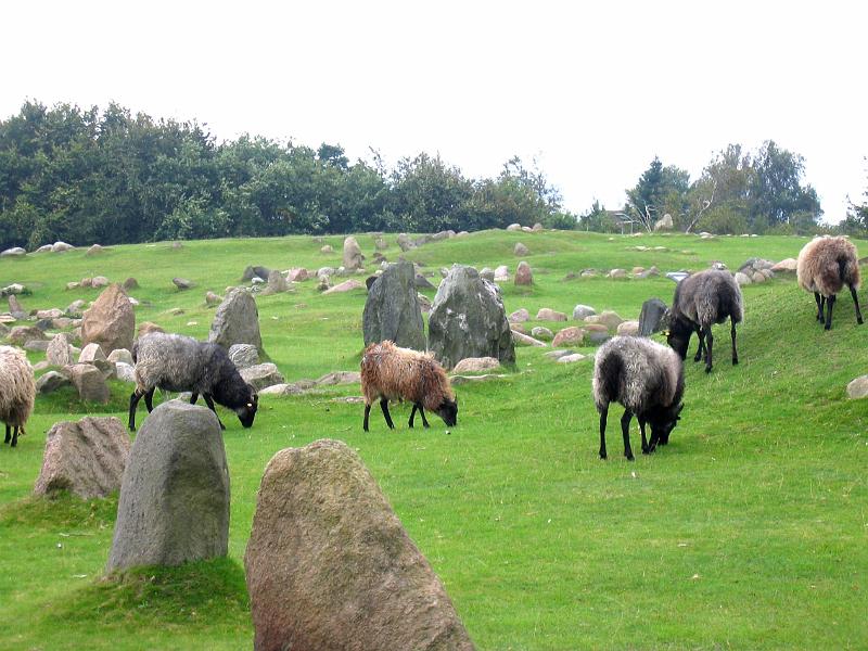 Sheep Grazing Archaeological Site Denmark 01 - 