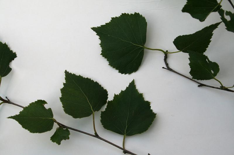 Leaf Birch 03