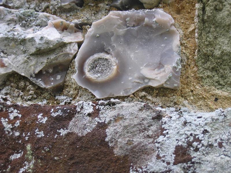Fossil or geode in a flint