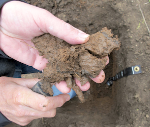 Hands assessing soil texture in the field
