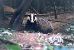 Badgers are hard to photograph, a rare glimpse of the Badger (<i>Meles meles</i>). Image credit and copyright: John Howell.