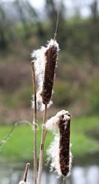 Bullrushes growing by a woodland pond