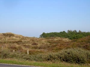 Conifers trees established in the sand soil inland