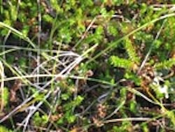 Crowberry