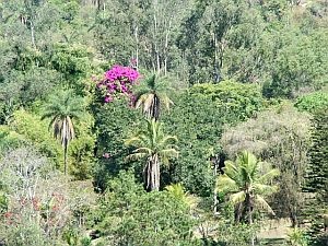 The Brazilian rainforest on the Muriqui reserve at Caratinga - with no logging or land clearance. Image credit: Jude Hirstwood