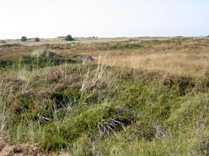 Heather, Marram and other  established plants