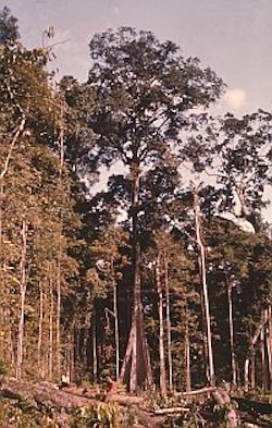 Brazilian Tropical Rain Forest at Jari. Image credit: Ian Baillie