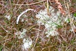 Lichen