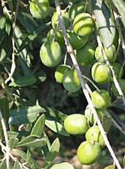 Mediterranean Olives