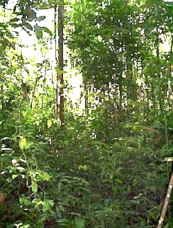 Dense Tropical Rain Forest undergrowth in Pasoh, Malaysia. Image credit: Ian Baillie