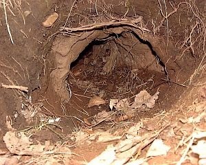 Badger sett entrance