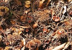 A Sweet Chestnut forest floor showing organic remains becoming soil