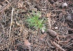 A Coniferous wood forest floor showing organic remains becoming soil