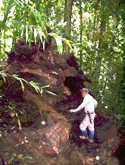 Dense shade in the Tropical Rain Forest in Sarawak. Image credit: Manop Kaewfoo