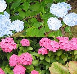 Hydrangea - a plant often showing soil pH through flower colour. It seems strange, but red flowers indicate soil alkalinity and blue ones acidity - exactly the opposite to the litmus paper you use in classroom tests!