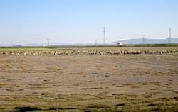 The vast open and arid plain of Konya, Turkey. This photo shows the old traditional land use with unirrigated, marginal grazing lands.