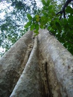 The high canopy of the tropical train forest in Thailand. Image credit: Manop Kaewfoo