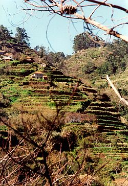 Hillside terracing