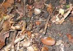 An Oak wood forest floor showing organic remains becoming soil