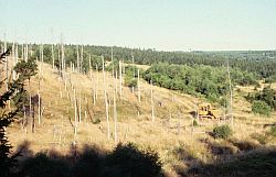 Here, in the Czech Republic, as well as in many other parts of the world, acid rain damages the forest vegetation and in some cases causes defoliation as in this picture.