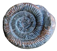 Ammonite from the Devonian. Can you begin to imagine how long ago 400 million years really is?