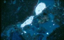 An incredible microphotograph of a soil amoeba squeezing through a tiny gap. Image credit and Copyright: Karl Ritz.