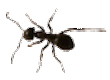 The ant - an underground dweller!