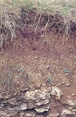 This soil is an argillic brown earth, consisting of a dark topsoil overlying a lighter brown leached horizon below which is a thin slightly darker horizon in which clay translocated from horizons above has been redeposited.