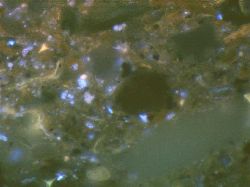 Bacteria in wormcast.
Image credit and Copyright: Karl Ritz.
