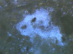 A bacterial mega colony.
Image credit and Copyright: Karl Ritz.