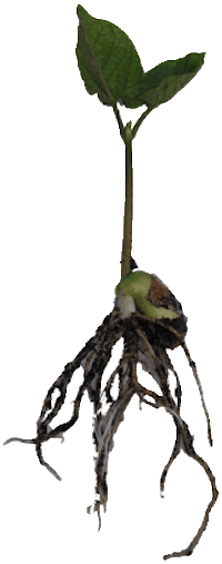 A bean shoot showing dense root growth.