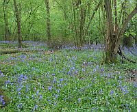 A beautiful English bluebell wood