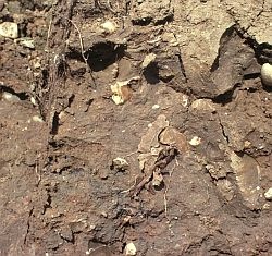 Increasing intensification of farming in the developed world has at times caused damage to the soil. Here is an example of a topsoil that has developed poor structure due to compaction.