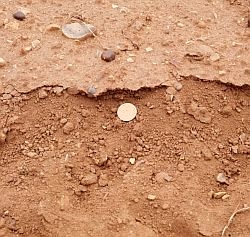 Surface capping is a sign of failing structure. Such capping hinders crop emergence and hence soil productivity.