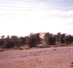 Here is an example of an attempt to stop the advance of deserts onto agricultural land. Here in Saudi Arabia, trees have been planted to provide a barrier to further movement of the desert.