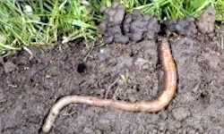 Earth worms churning up the soil. Image credit: USDA