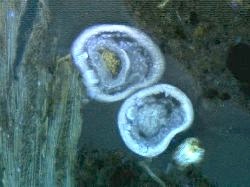 Enchytreid.
Image credit and Copyright: Karl Ritz.